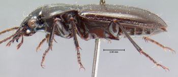 Media type: image;   Entomology 5644 Aspect: habitus lateral view